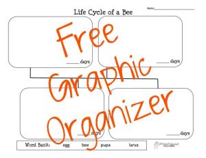 Bee Life Cycle STICKER
