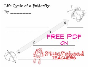 Life cycle of a butterfly STICKER